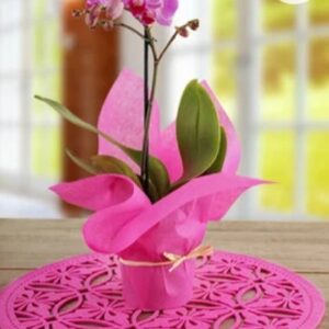 Orchid wrapped in pink