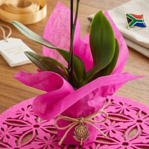 Orchid wrapped in pink